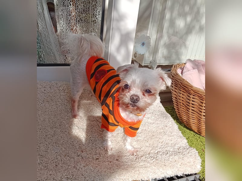 FILOU, kleiner Lebemann, Malteser-Mix, 7,5 Jahre, 26 cm, Tierschutz, Pflegestelle 51503