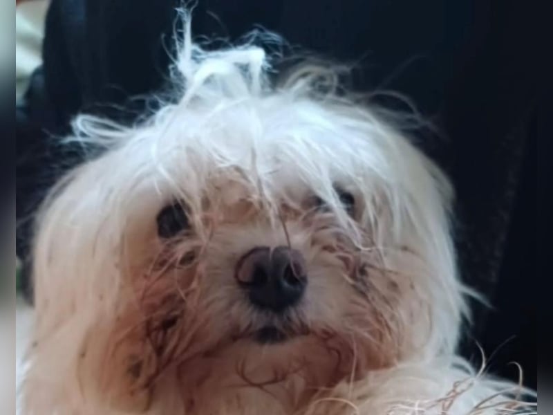 FILOU, kleiner Lebemann, Malteser-Mix, 7 Jahre, 30 cm, Pflegestelle 51503, Tierschutz