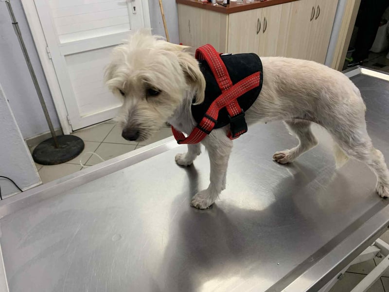Nelly – kleine Kämpferin mit großem Herz sucht ihr Zuhause
