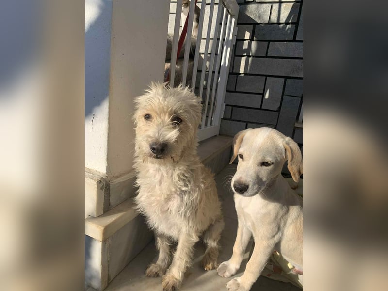 Nelly – kleine Kämpferin mit großem Herz sucht ihr Zuhause