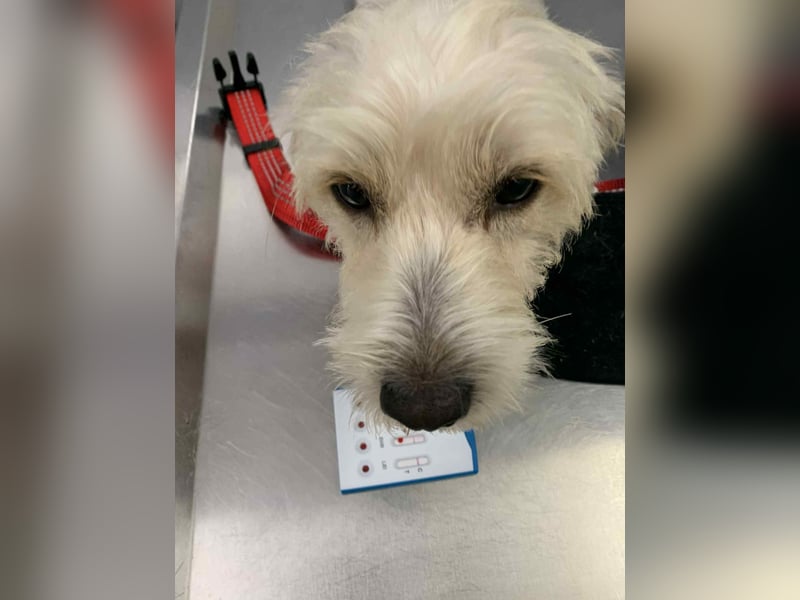 Nelly – kleine Kämpferin mit großem Herz sucht ihr Zuhause