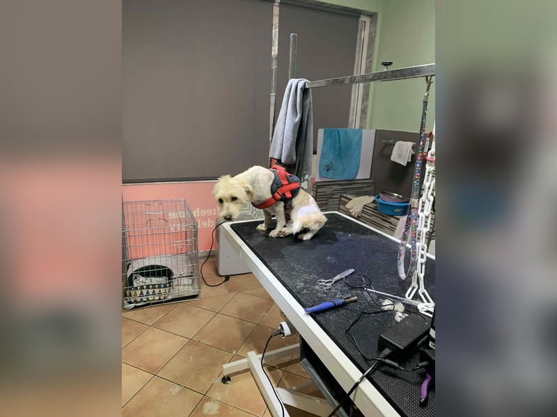 Nelly – kleine Kämpferin mit großem Herz sucht ihr Zuhause