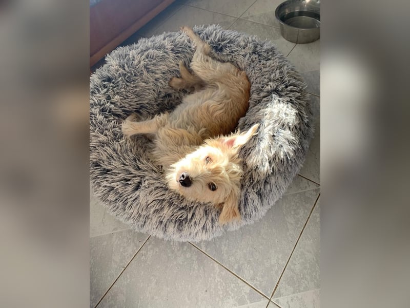Nelly – kleine Kämpferin mit großem Herz sucht ihr Zuhause