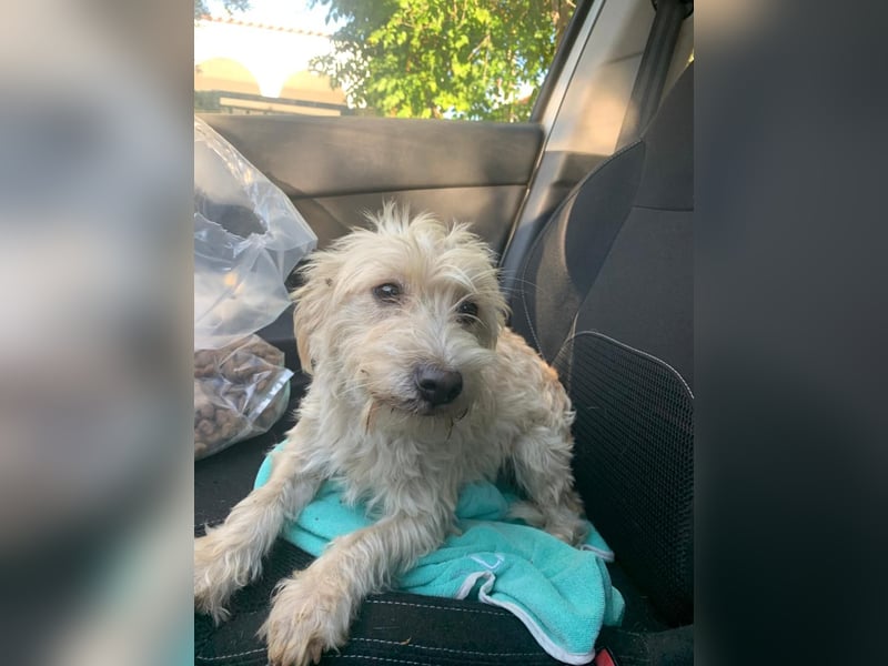 Nelly – kleine Kämpferin mit großem Herz sucht ihr Zuhause