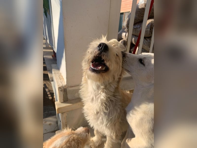 Nelly – kleine Kämpferin mit großem Herz sucht ihr Zuhause