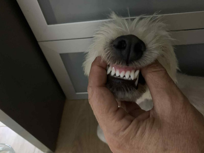 Nelly – kleine Kämpferin mit großem Herz sucht ihr Zuhause