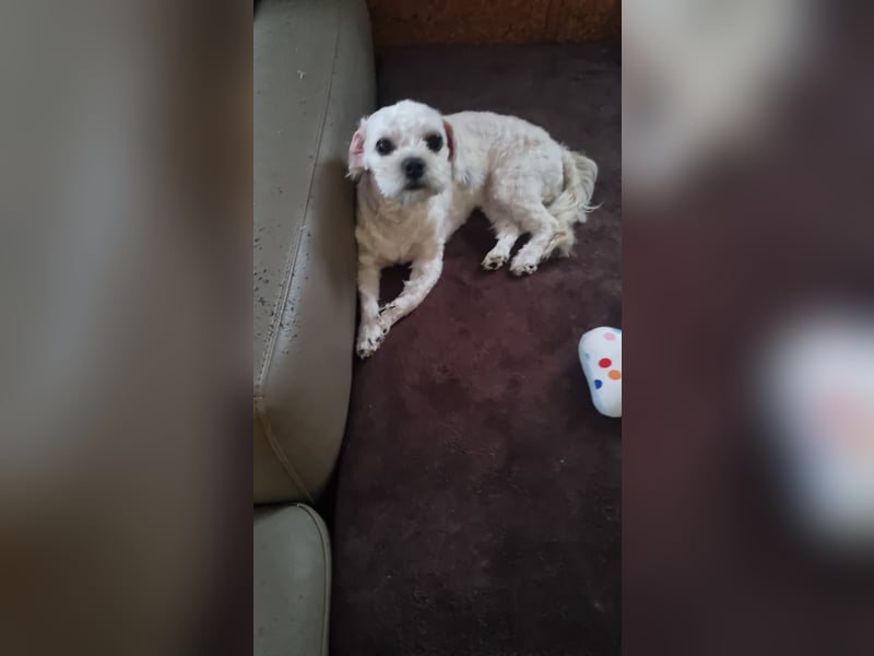 Malteser Shih Tzu Hündin
