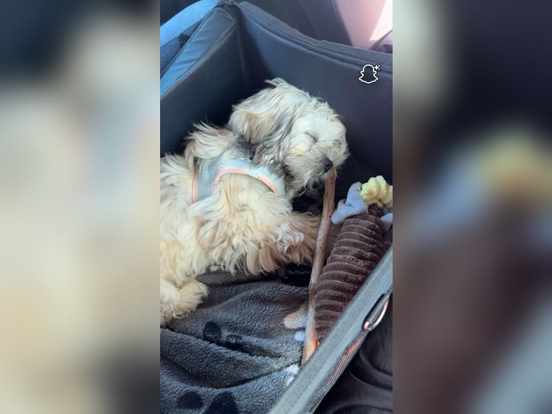 Malteser Shih Tzu Hündin
