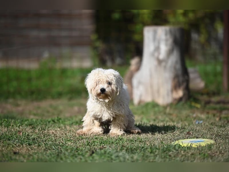 Leo - ein kleiner Malteser sucht sein Für-immer-Zuhause