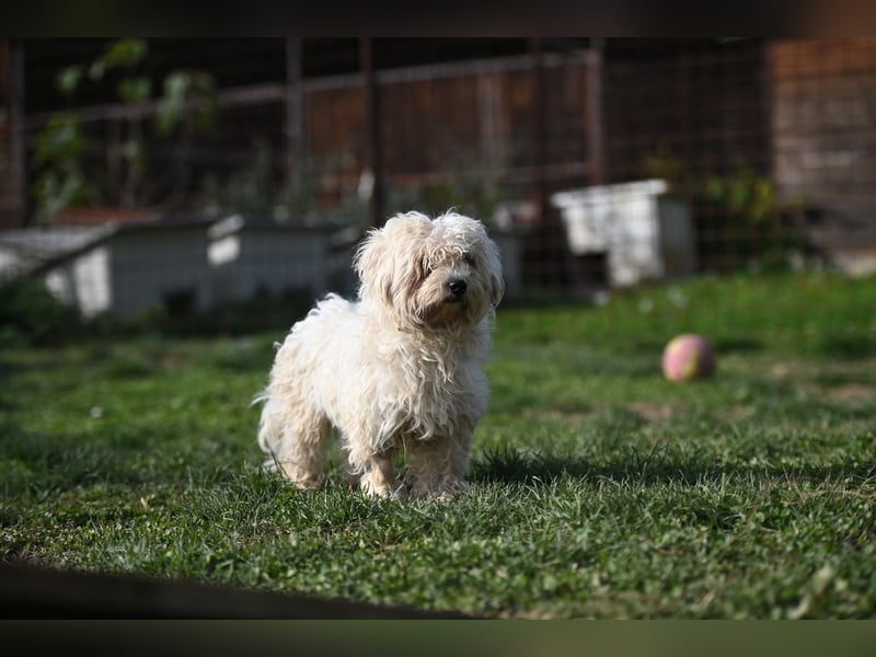 Leo - ein kleiner Malteser sucht sein Für-immer-Zuhause