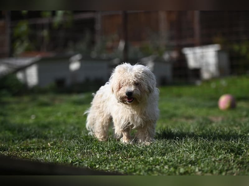 Leo - ein kleiner Malteser sucht sein Für-immer-Zuhause
