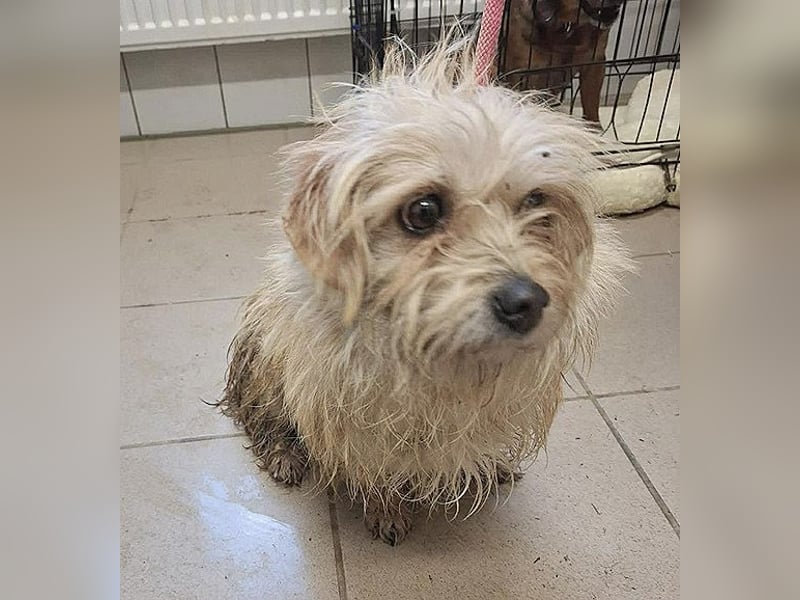 süße kleine ZITA - 2 Jahre, 28cm/5,5kg - Malteser-Mix