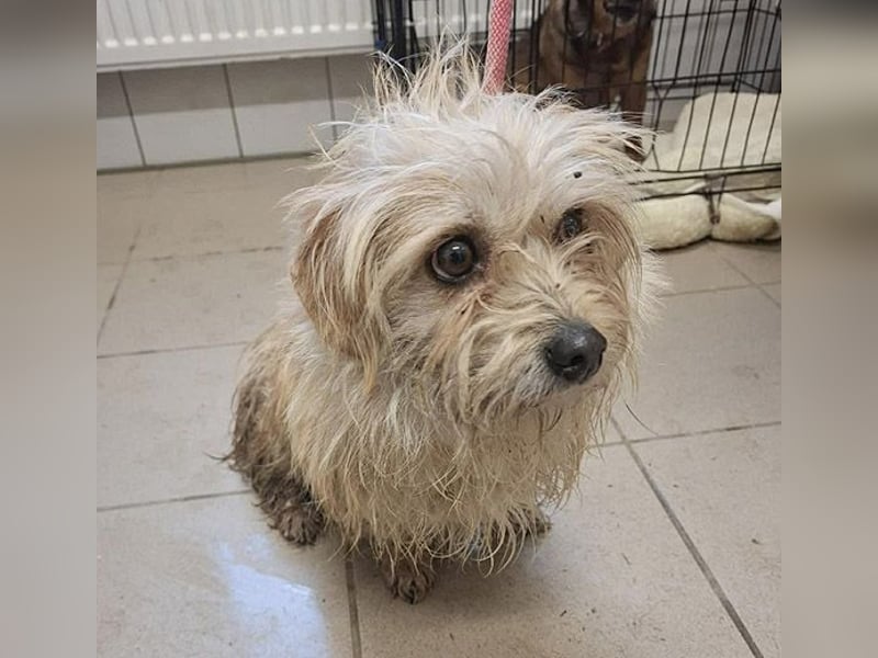 süße kleine ZITA - 2 Jahre, 28cm/5,5kg - Malteser-Mix