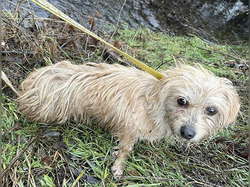 süße kleine ZITA - 2 Jahre, 28cm/5,5kg - Malteser-Mix