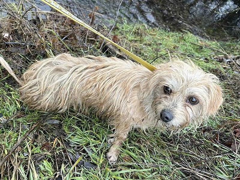 süße kleine ZITA - 2 Jahre, 28cm/5,5kg - Malteser-Mix