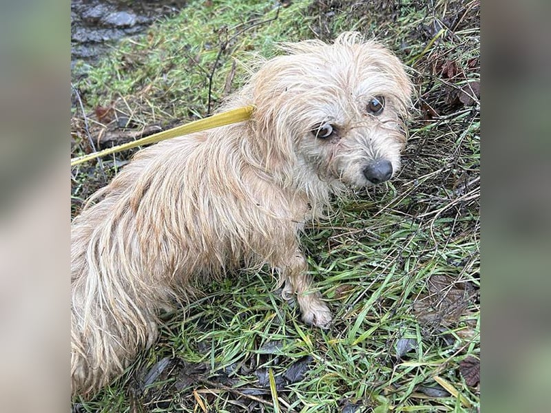 süße kleine ZITA - 2 Jahre, 28cm/5,5kg - Malteser-Mix
