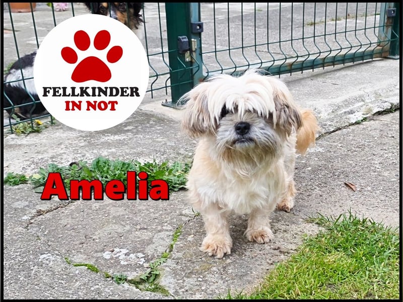 zarte kleine Malteser-Yorkshire Terrier Mischlings-Hündin Amelia sucht