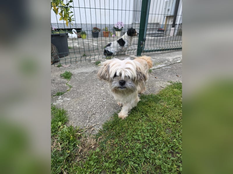 zarte kleine Malteser-Yorkshire Terrier Mischlings-Hündin Amelia sucht