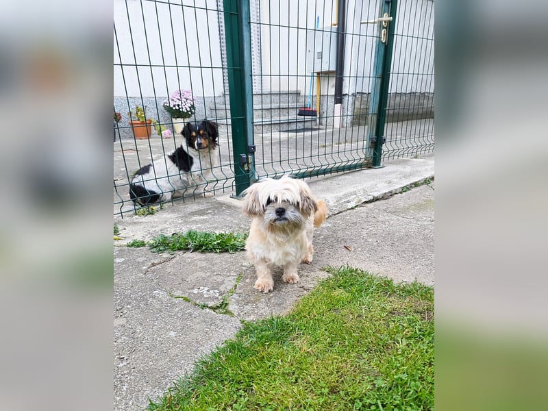 zarte kleine Malteser-Yorkshire Terrier Mischlings-Hündin Amelia sucht