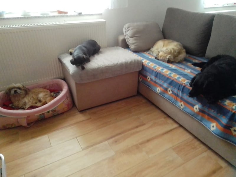 zarte kleine Malteser-Yorkshire Terrier Mischlings-Hündin Amelia sucht