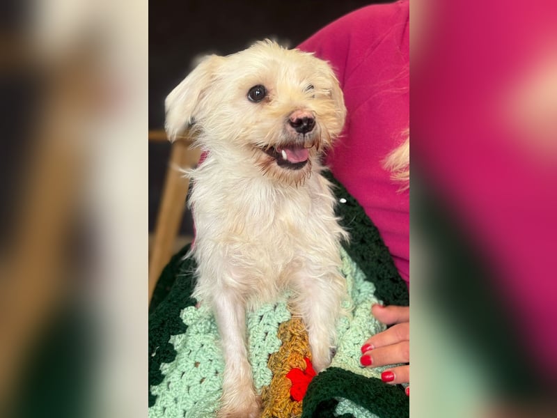 Teddy - Unser kleiner Sonnenschein sucht ein Zuhause