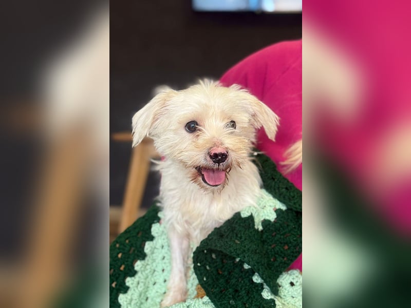 Teddy - Unser kleiner Sonnenschein sucht ein Zuhause