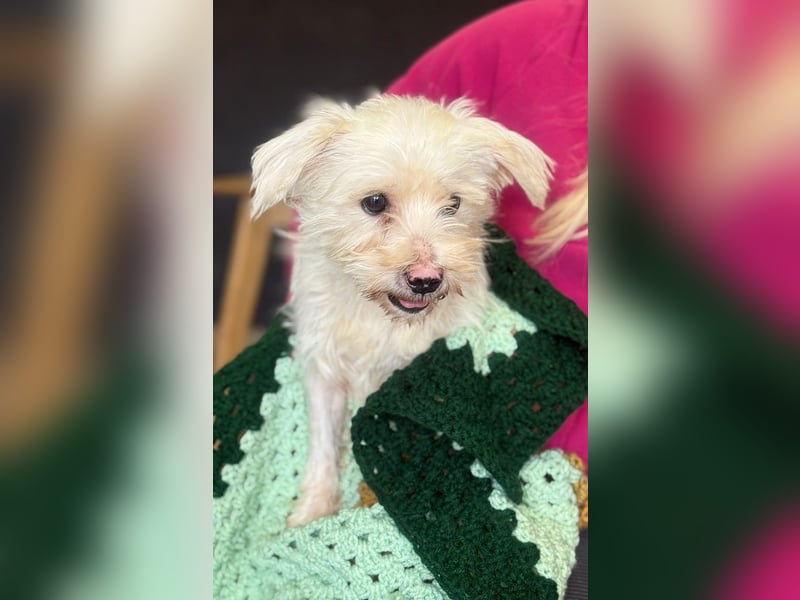 Teddy - Unser kleiner Sonnenschein sucht ein Zuhause