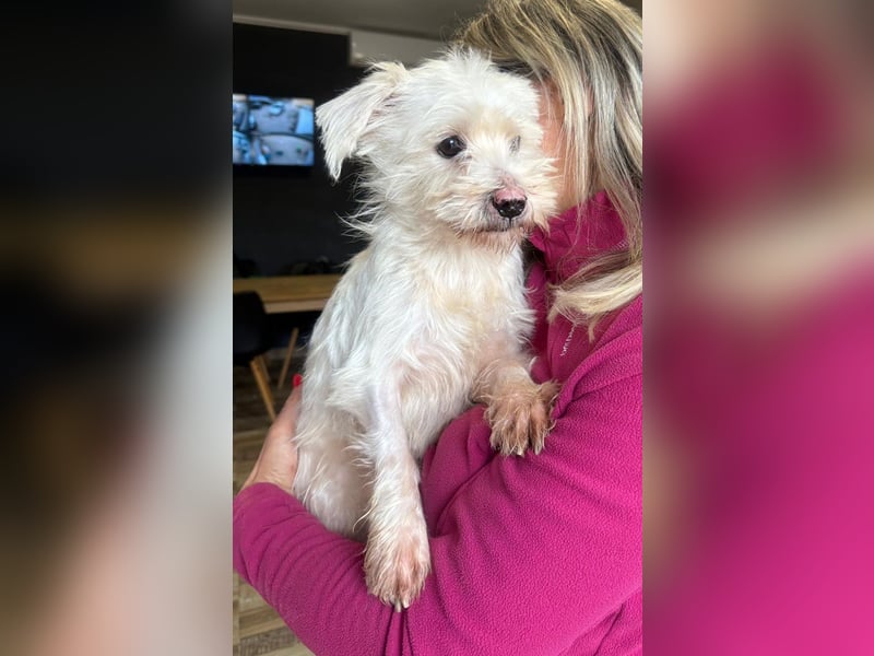 Teddy - Unser kleiner Sonnenschein sucht ein Zuhause