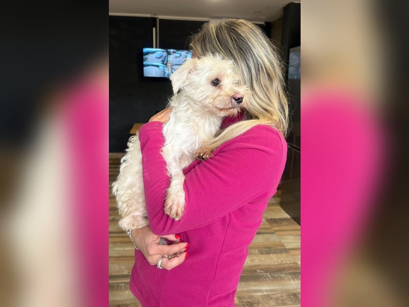 Teddy - Unser kleiner Sonnenschein sucht ein Zuhause