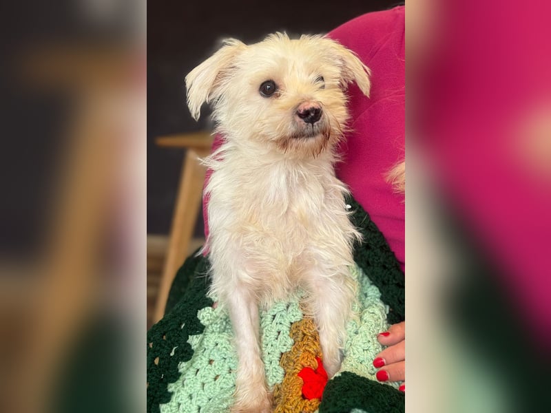 Teddy - Unser kleiner Sonnenschein sucht ein Zuhause