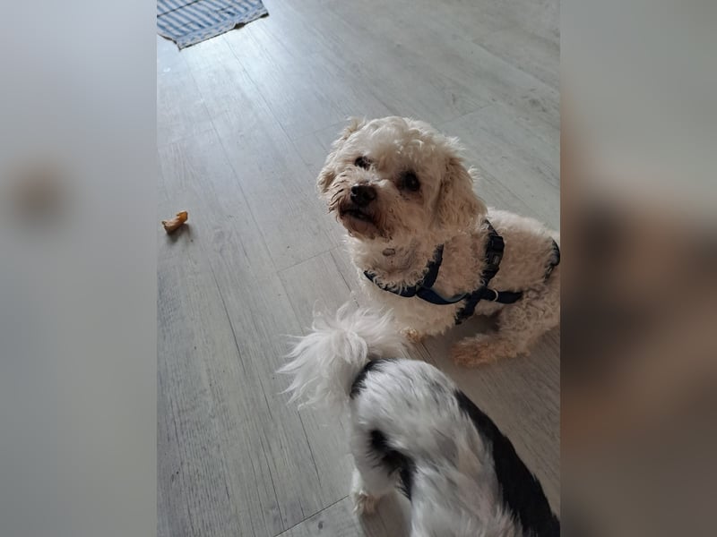Dilajla-KK - kleine Kuschelmaus sucht ein Zuhause
