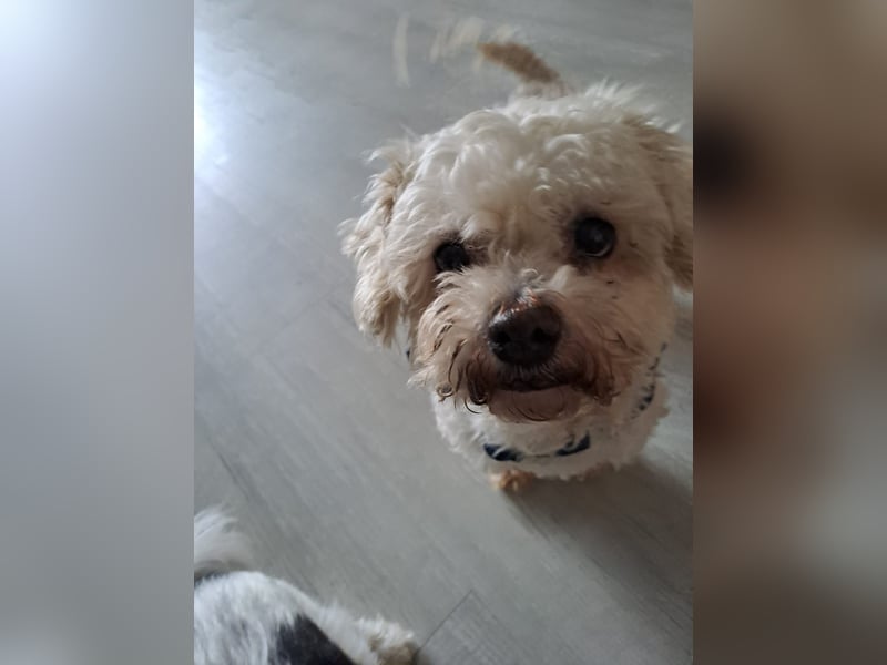 Dilajla-KK - kleine Kuschelmaus sucht ein Zuhause