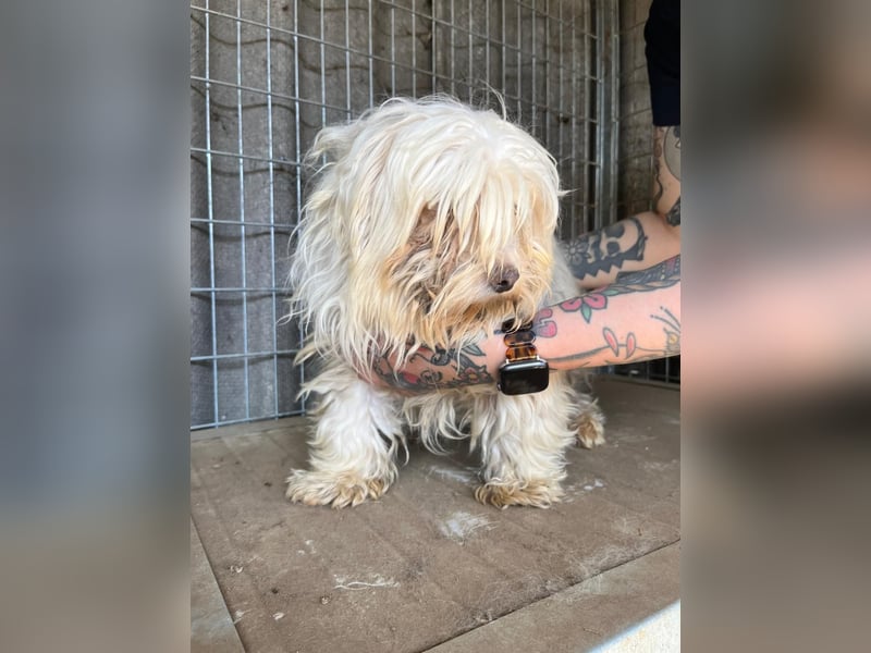 Bubu PP – freundlicher Malteser sucht ruhiges Zuhause 