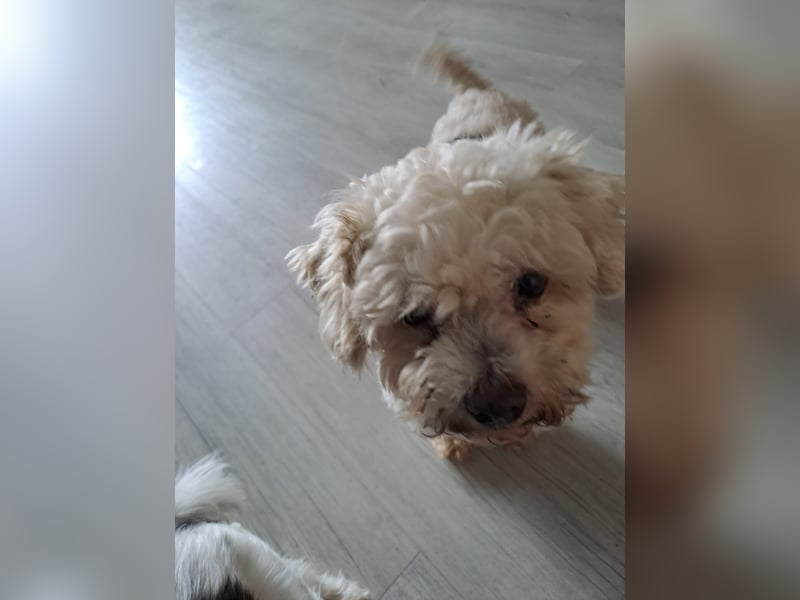 Dilajla-KK - kleine Kuschelmaus sucht ein Zuhause