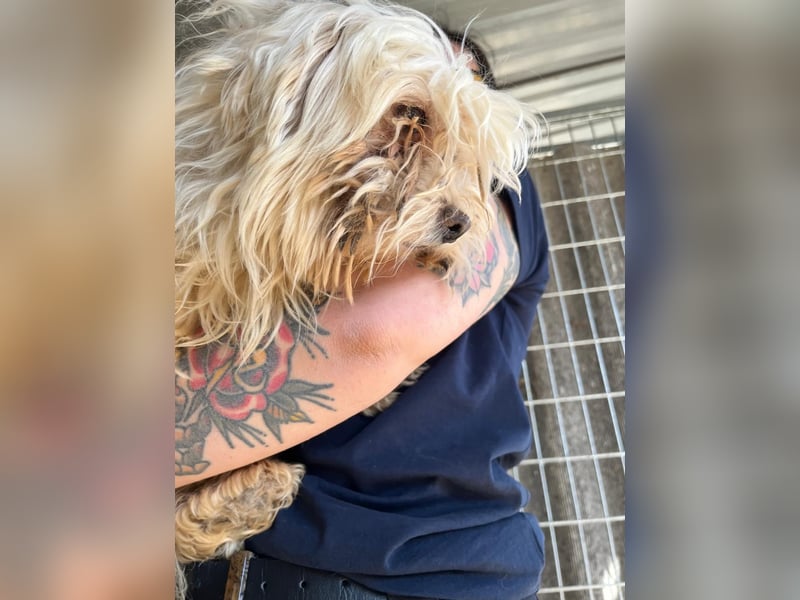 Bubu PP – freundlicher Malteser sucht ruhiges Zuhause 