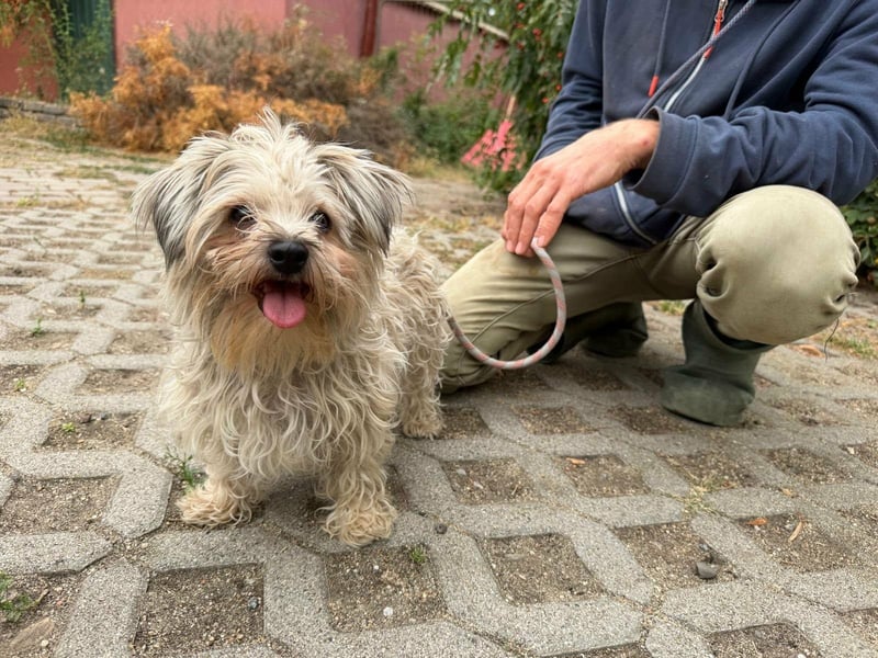 Zsani, geboren 10.01.2025, 27cm sucht ihr Zuhause