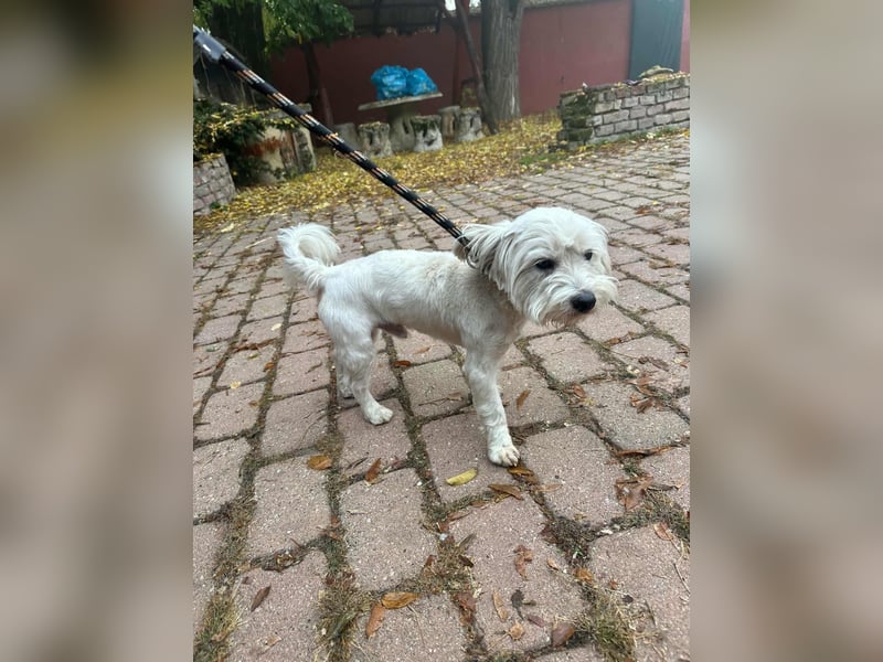 Alfi, geboren 27.08.2021, 30cm sucht sein Zuhause (Pflegestelle in Deutschland)