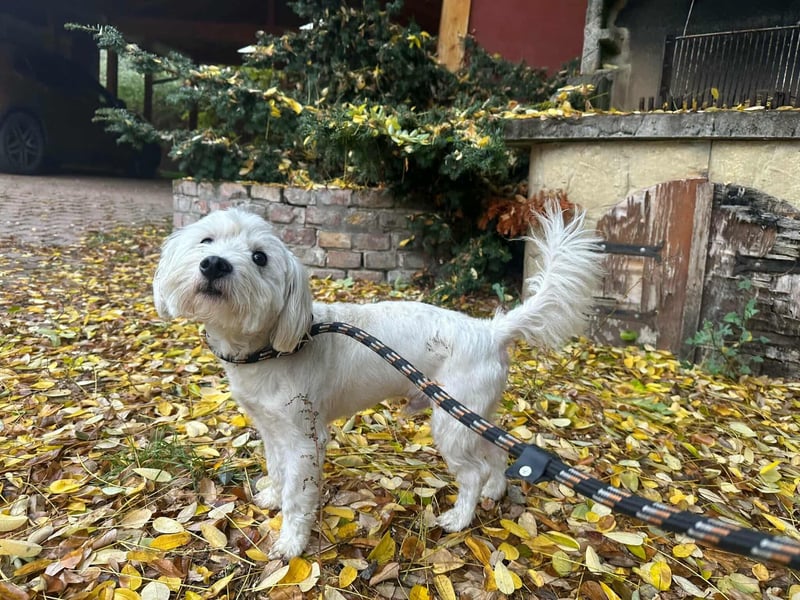 Alfi, geboren 27.08.2021, 30cm sucht sein Zuhause (Pflegestelle in Deutschland)