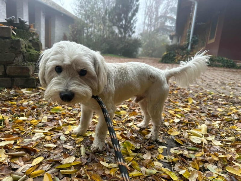 Alfi, geboren 27.08.2021, 30cm sucht sein Zuhause (Pflegestelle in Deutschland)