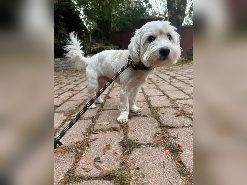 Alfi, geboren 27.08.2021, 30cm sucht sein Zuhause (Pflegestelle in Deutschland)