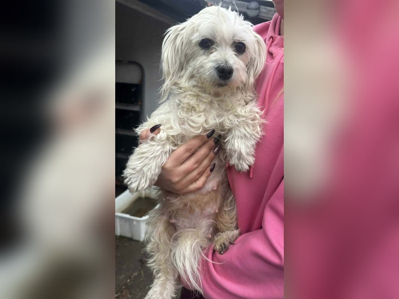 Panna, geboren 05.04.2023, 28cm sucht ihr Glück