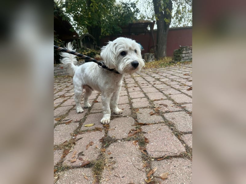 Alfi, geboren 27.08.2021, 30cm sucht sein Zuhause (Pflegestelle in Deutschland)