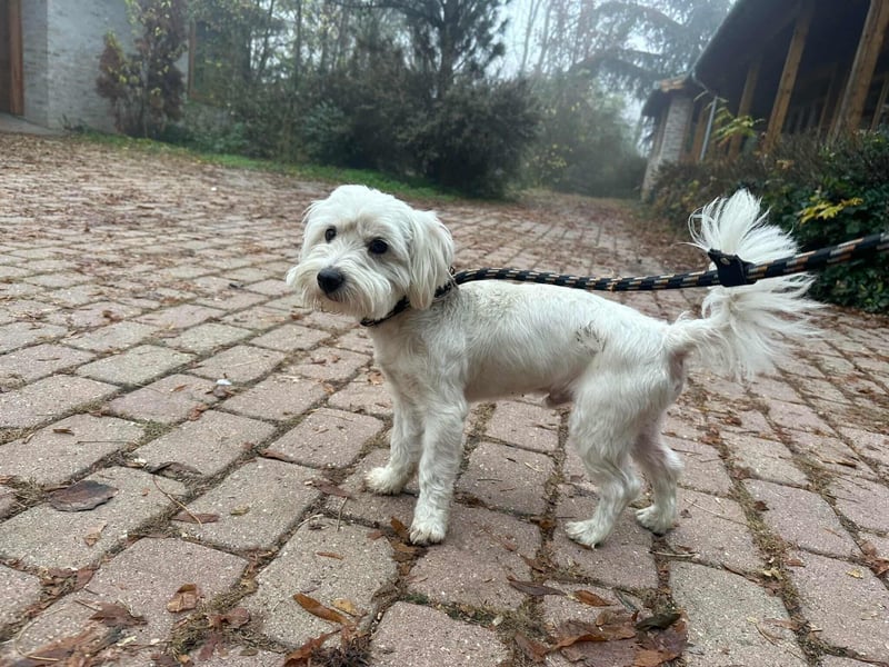 Alfi, geboren 27.08.2021, 30cm sucht sein Zuhause (Pflegestelle in Deutschland)