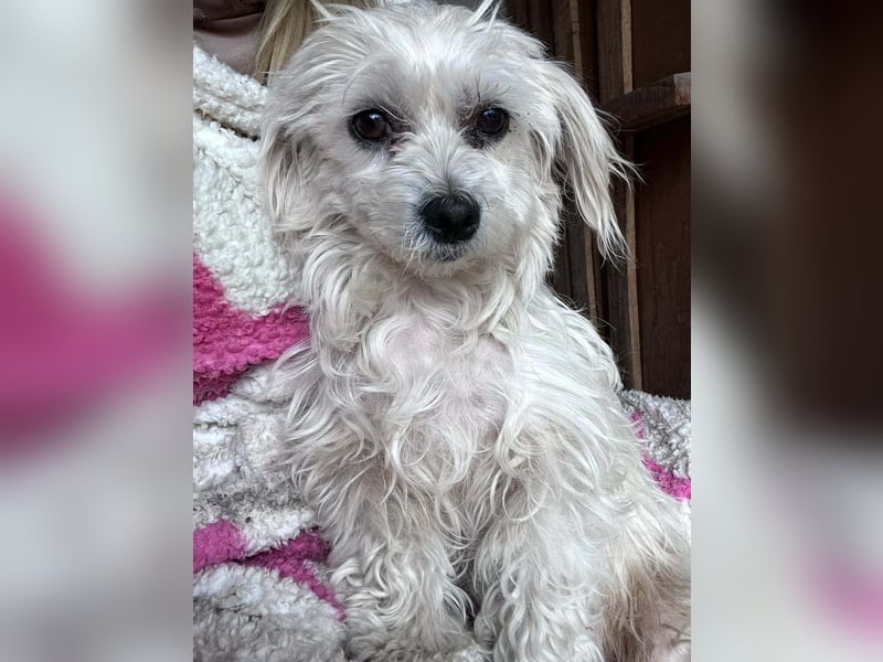 Panna, geboren 05.04.2023, 28cm sucht ihr Glück