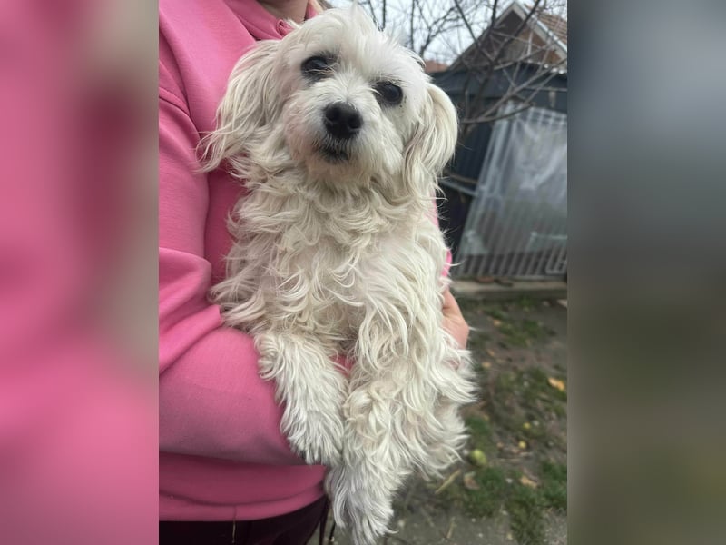Panna, geboren 05.04.2023, 28cm sucht ihr Glück