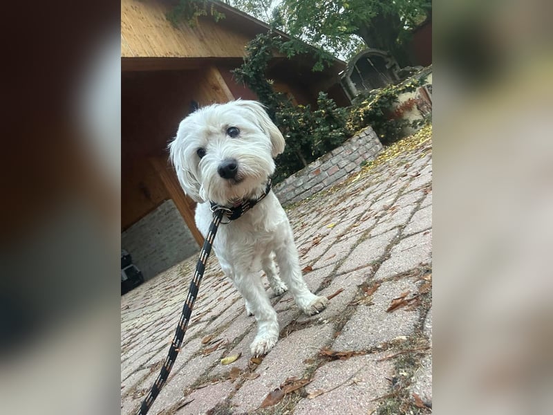 Alfi, geboren 27.08.2021, 30cm sucht sein Zuhause (Pflegestelle in Deutschland)