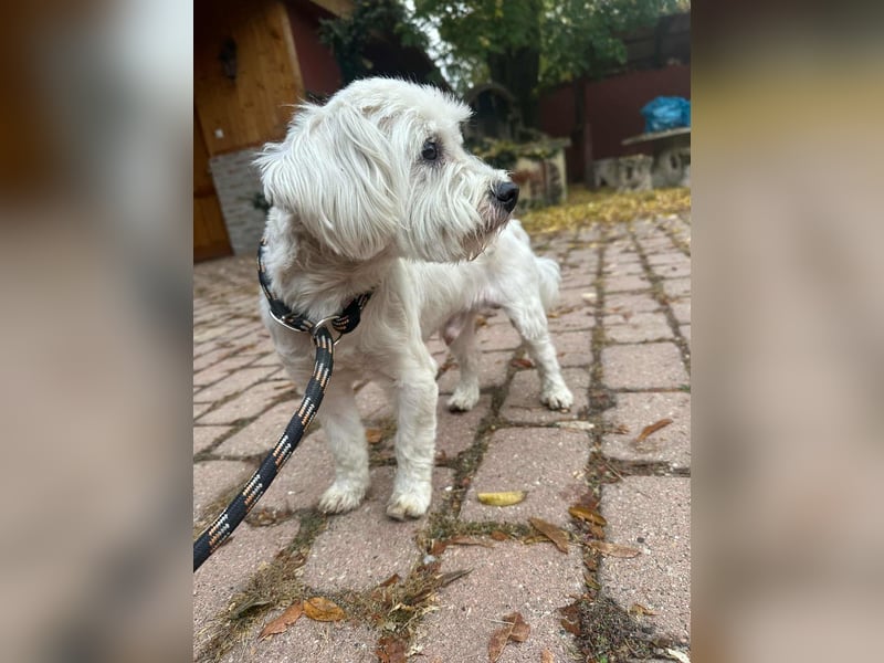 Alfi, geboren 27.08.2021, 30cm sucht sein Zuhause (Pflegestelle in Deutschland)