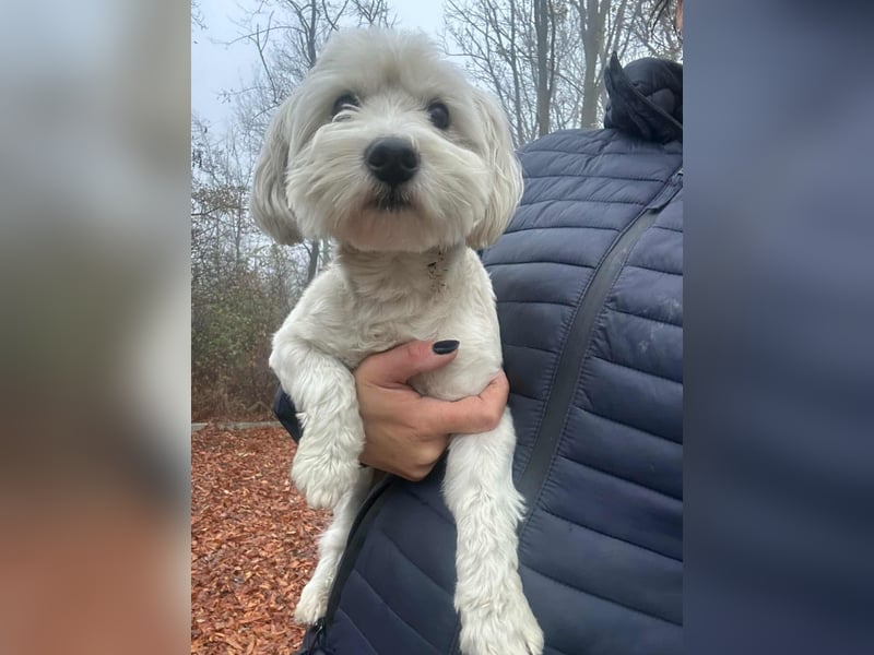 Alfi, geboren 27.08.2021, 30cm sucht sein Zuhause (Pflegestelle in Deutschland)