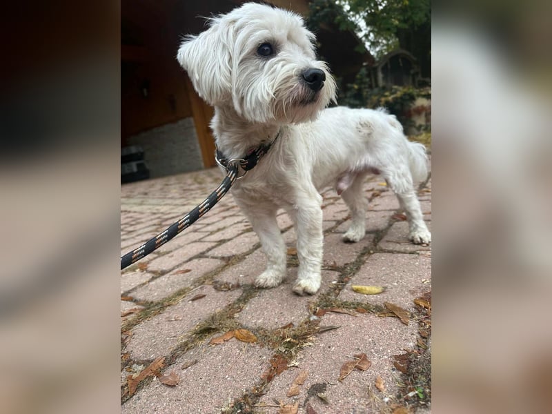 Alfi, geboren 27.08.2021, 30cm sucht sein Zuhause (Pflegestelle in Deutschland)