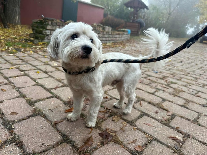 Alfi, geboren 27.08.2021, 30cm sucht sein Zuhause (Pflegestelle in Deutschland)